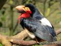 bearded_barbet