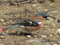 chaffinch