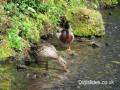 ducks_in_stream_sml