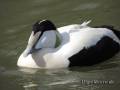 eider