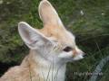 fennec-fox