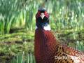golden-pheasant_sml