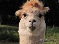 lama