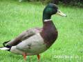 male_mallard_duck_side_sml