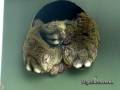 monkey-bundle