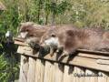 otters
