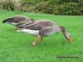 pair-geese