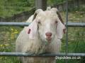 sheep_sml