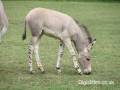 somali_wild_ass_foal_sml