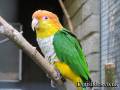 southern_white_bellied_caique