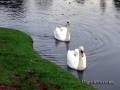 swans