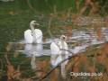 swans_on_lake_sml