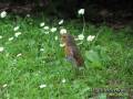 tall-robin