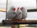 zebra-finches-2