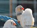 zebra-finches