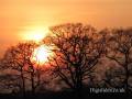 sunset-trees-1